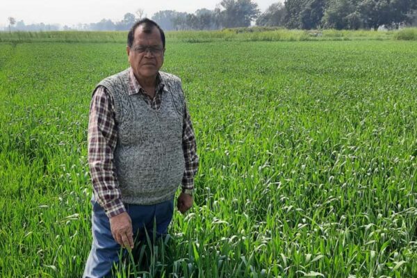 Wheat Cultivation: गेहूं की तुरंत करें बोआई