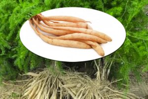 Medicinal Plants :  शतावर की खेती किसानों के लिए लाभकारी