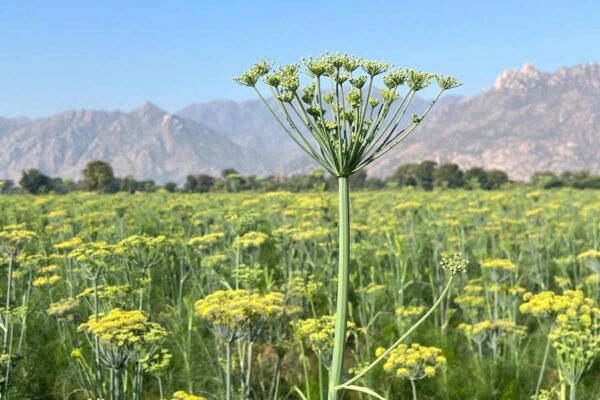 आबू सौंफ-440