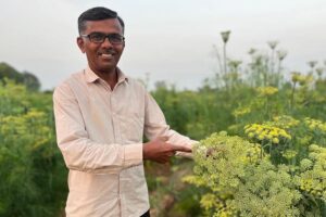 आबू सौंफ-440 : भारत की पहली किसान विकसित सौंफ किस्म