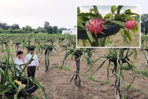Dragon Fruit  : ड्रैगन फ्रूट विकास योजना – कमलम सा खिले कारोबार