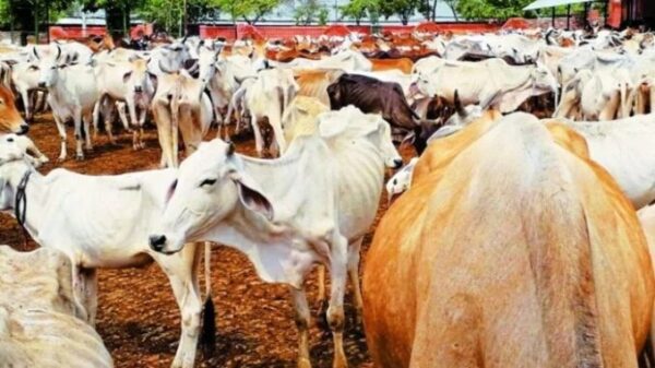 Dairying : देसी गायों की डेयरी खोलें, सरकार करेगी मदद