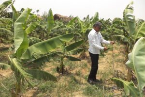 Horticulture Scheme: फल पट्टी विकास योजना