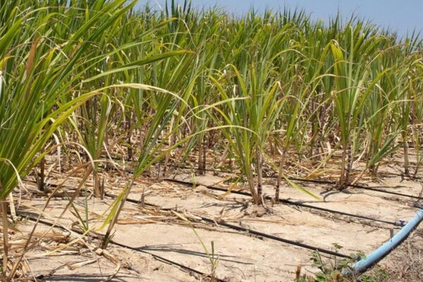 Irrigation Technique: ‘पर ड्रॉप मोर क्रॉप’ सिंचाई की खास तकनीक