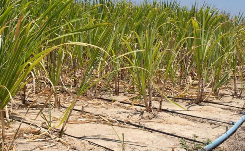 Irrigation Technique: ‘पर ड्रॉप मोर क्रॉप’ सिंचाई की खास तकनीक