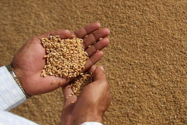 Wheat Seed: बीजजनित रोगों की कैसे करें रोकथाम