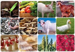 Integrated Farming System: छोटे किसान हो रहे हैं खुशहाल