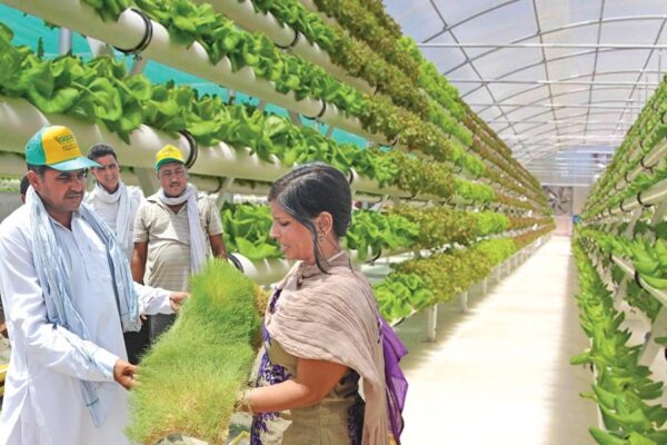 Hydroponics Farming: बिना मिट्टी के खेती करने की खास तकनीक