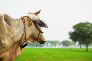 Air Pollution: अपने पशुओं का रखें ख्याल, जानलेवा बन रही जहरीली हवा