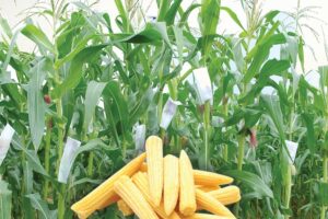 Baby Corn Farming: किसानों की जिंदगी बदल सकती है बेबीकार्न की खेती