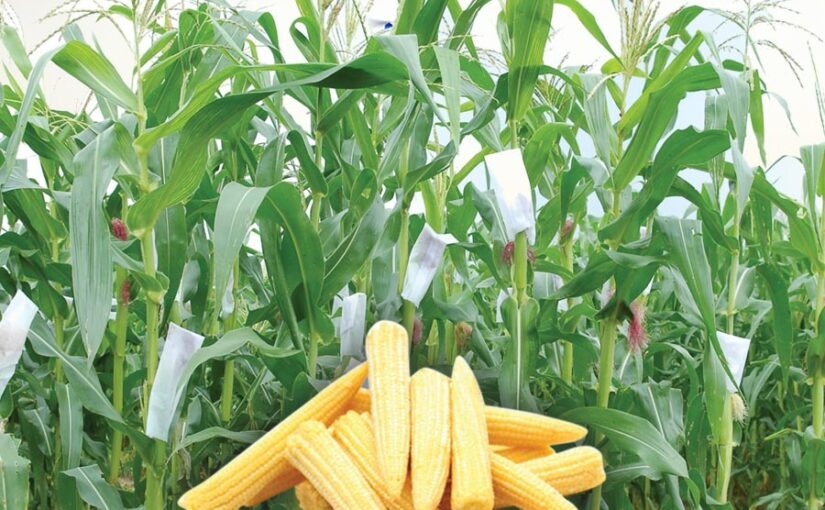 Baby Corn Farming: किसानों की जिंदगी बदल सकती है बेबीकार्न की खेती