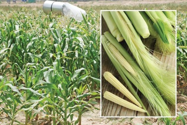 Babycorn Cultivation: विदेशी मुद्रा अर्जित करने का अवसर