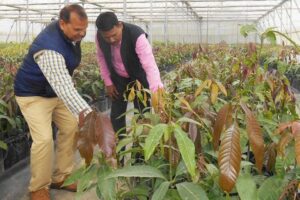 Fruit Nursery: फलों की नर्सरी कैसे तैयार करें