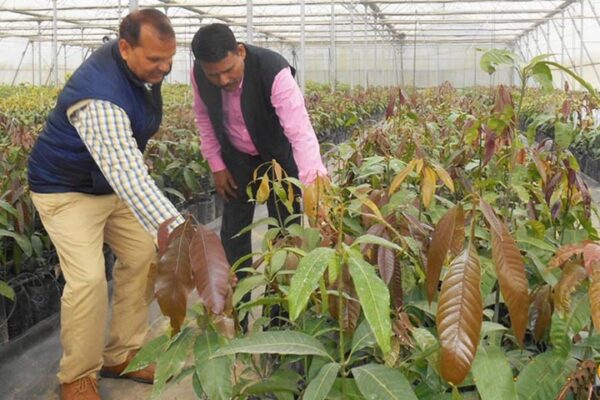 Fruit Nursery: फलों की नर्सरी कैसे तैयार करें