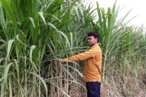 Napier Fodder : चारे की कमी हो दूर, सालों तक उपज मिले भरपूर