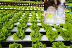 Hydroponics: कम लागत में हाइड्रोपोनिक्स इकाई और मशरूम स्पॉन