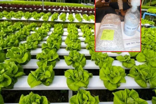 Hydroponics: कम लागत में हाइड्रोपोनिक्स इकाई और मशरूम स्पॉन