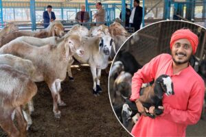 National Livestock Mission: भेड़ और बकरी पालन पर 50 प्रतिशत सब्सिडी