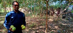 Guava Farming : प्रकृति प्रेम ने शिक्षक को बनाया किसान