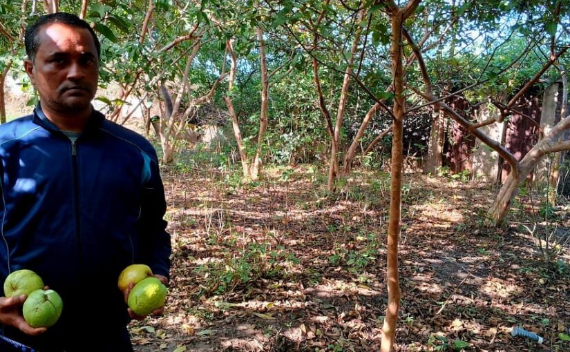 Guava Farming : प्रकृति प्रेम ने शिक्षक को बनाया किसान