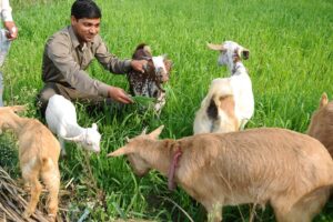 Goat Farming: बकरी पालन योजना में लागत कम, कमाई हरदम