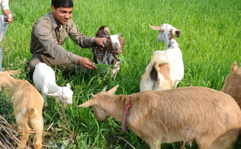 Goat Farming: बकरी पालन योजना में लागत कम, कमाई हरदम