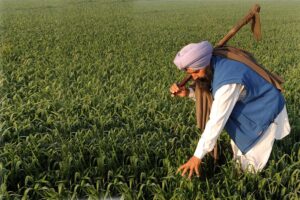 Wheat Farming : लवण प्रभावित मिट्टी में करें गेहूं की खेती