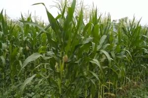 Inter Cropping : करें मक्का लोबिया की साथ में खेती, पाएं मुनाफा