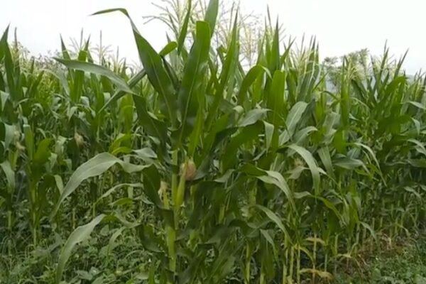 Inter Cropping : करें मक्का लोबिया की साथ में खेती, पाएं मुनाफा