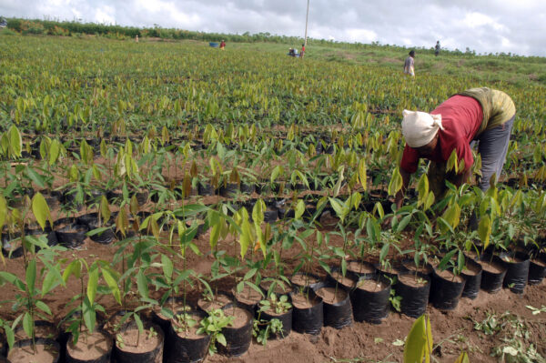 Krishi Vaniki Yojna- किसानों को मिलेगा 6 गुना फायदा