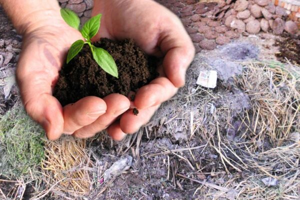 Compost Fertilizer खुद बनाएं कंपोस्ट खाद और करें कमाई