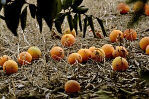 Fruits in Crisis : बिना पके ही टपक रहे फल