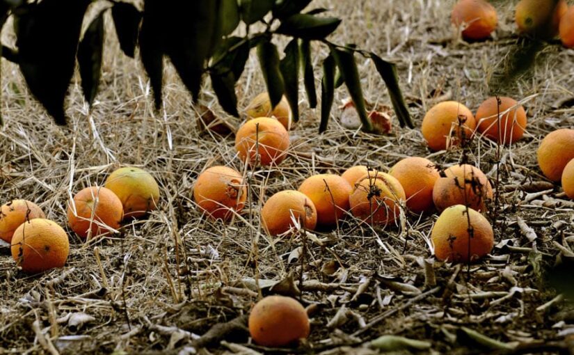 Fruits in Crisis : बिना पके ही टपक रहे फल