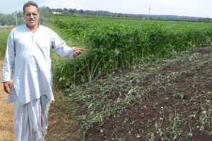 Green Manure: हरी खाद  – स्वस्थ मिट्टी और अधिक मुनाफे की प्राकृतिक खेती