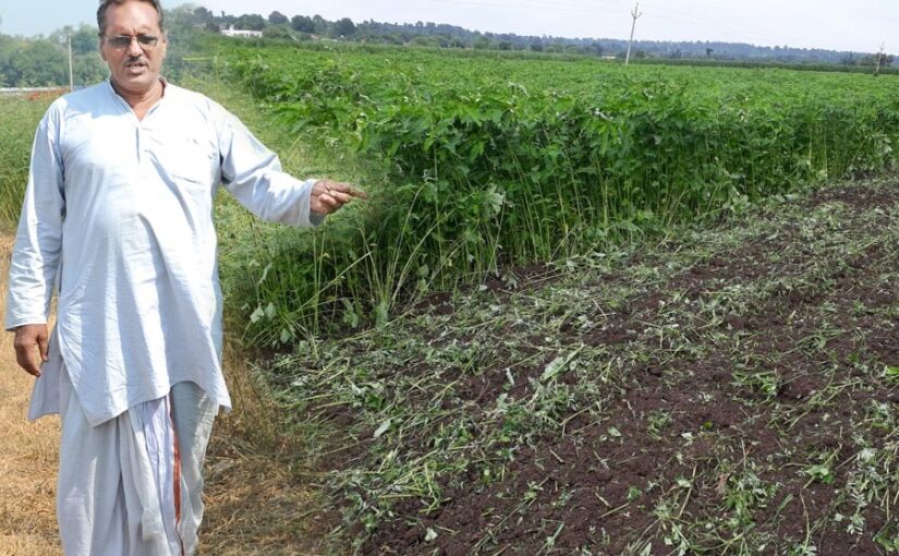 Green Manure: हरी खाद  – स्वस्थ मिट्टी और अधिक मुनाफे की प्राकृतिक खेती