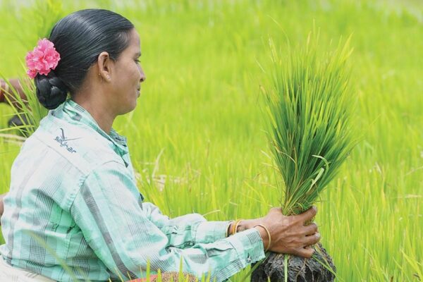 SRI Technology : श्री तकनीक से धान की खेती कैसे करें
