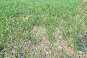 Wheat Crop : ठंड और कोहरा गेहूं की फसल के लिए लाभदायक