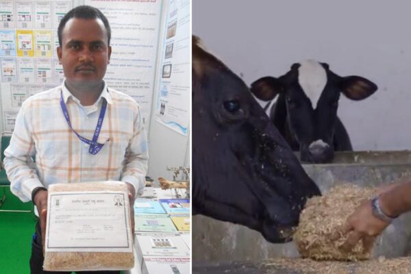 Animal Feed: पशु आहार ब्लॉक है पशुओं का पौष्टिक चारा, दूध की बहे धारा