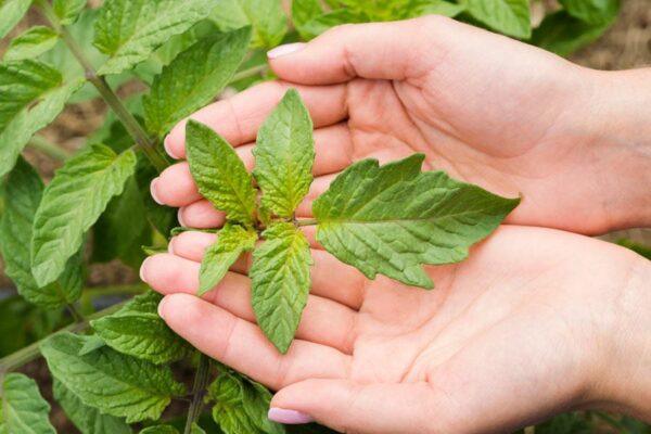 Technology: अब बिना मिट्टी-पानी के हवा में उग सकेंगे पौधे