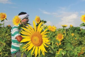 Oilseeds: तिल-तिल बढ़ता तिलहन उत्पादन