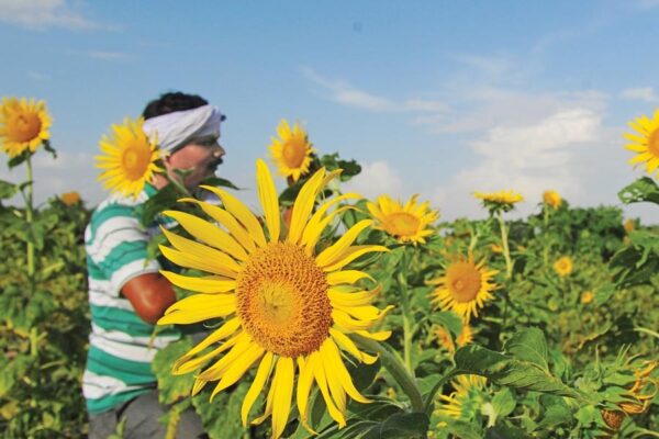 Oilseeds: तिल-तिल बढ़ता तिलहन उत्पादन