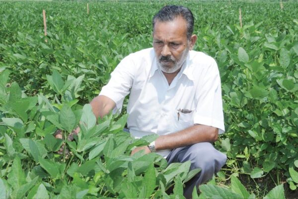 Farming Tips: दलहनी फसलों (Pulse Crops) की देखभाल कैसे करें