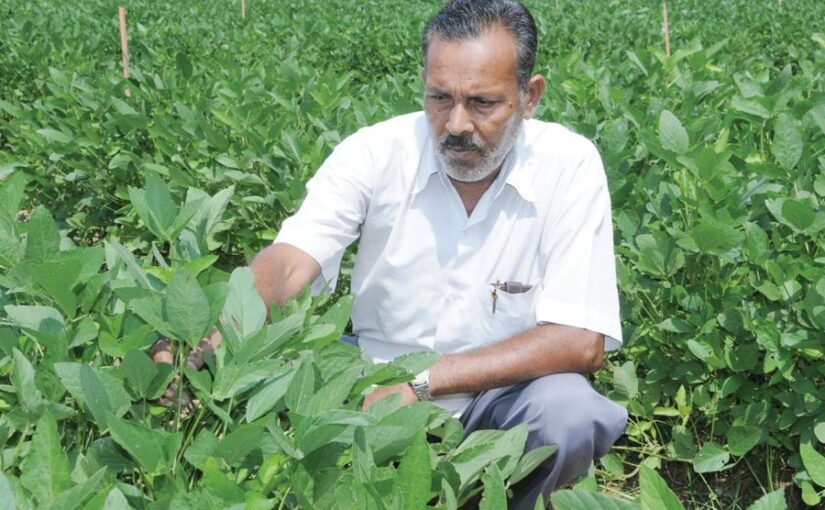 Farming Tips: दलहनी फसलों (Pulse Crops) की देखभाल कैसे करें