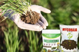 Bio Fertilizer: माइकोराइजा और ट्राइकोडर्मा क्या हैं?