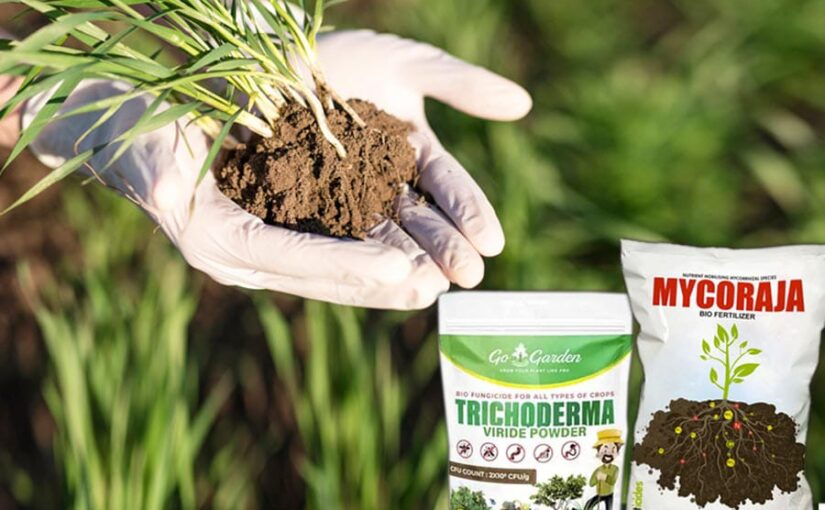Bio Fertilizer: माइकोराइजा और ट्राइकोडर्मा क्या हैं?