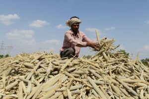 Millet Farming: मोटे अनाज से मोटी कमाई