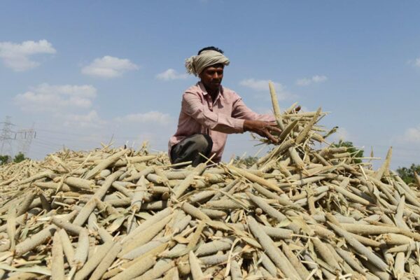 Millet Farming: मोटे अनाज से मोटी कमाई