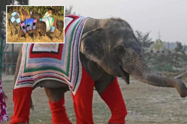 Animal Care in Winter: कड़ाके की सर्दी में वन्य जीवों की खास देखभाल