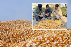 Maize Hybrid Seed :  किसानों की आमदनी दोगुनी करने की नई राह