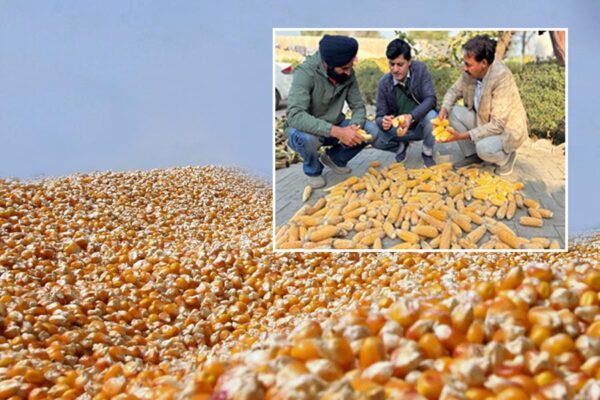 Maize Hybrid Seed :  किसानों की आमदनी दोगुनी करने की नई राह